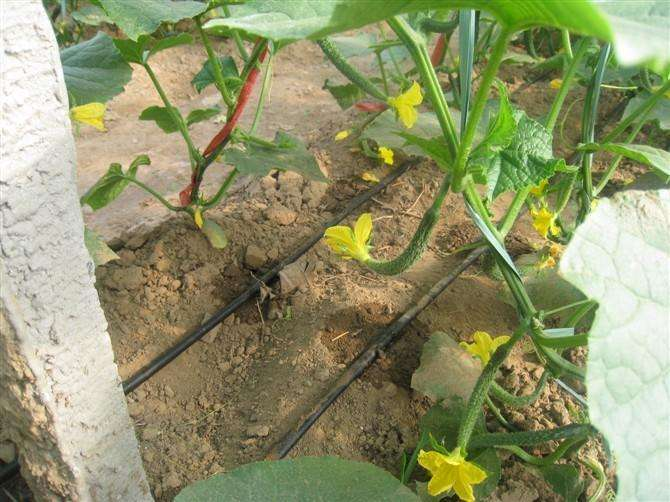 水肥一体化 水肥一体化