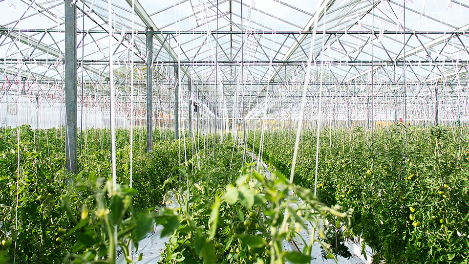 水肥一体化 水肥一体化