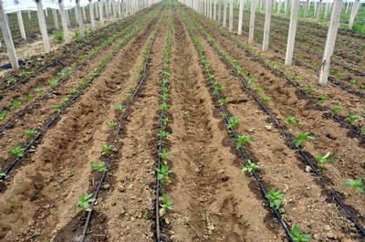 1650095243120307.jpg 滴灌.jpg