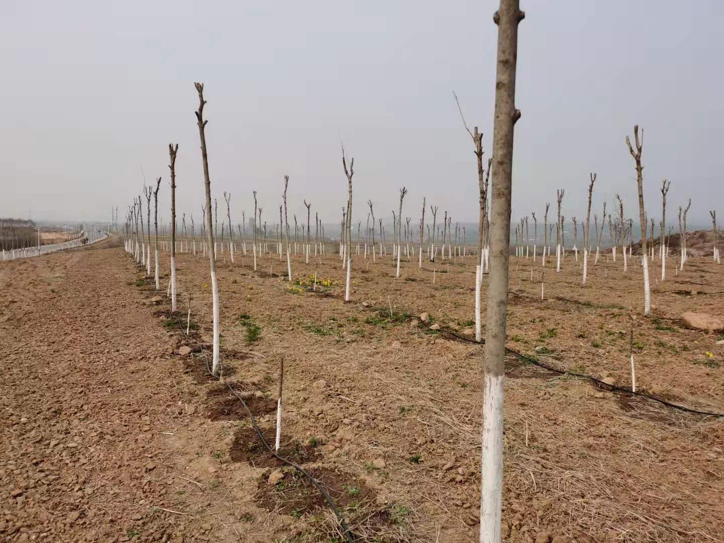 1650095301173528.jpg 河北邯郸滴灌.jpg