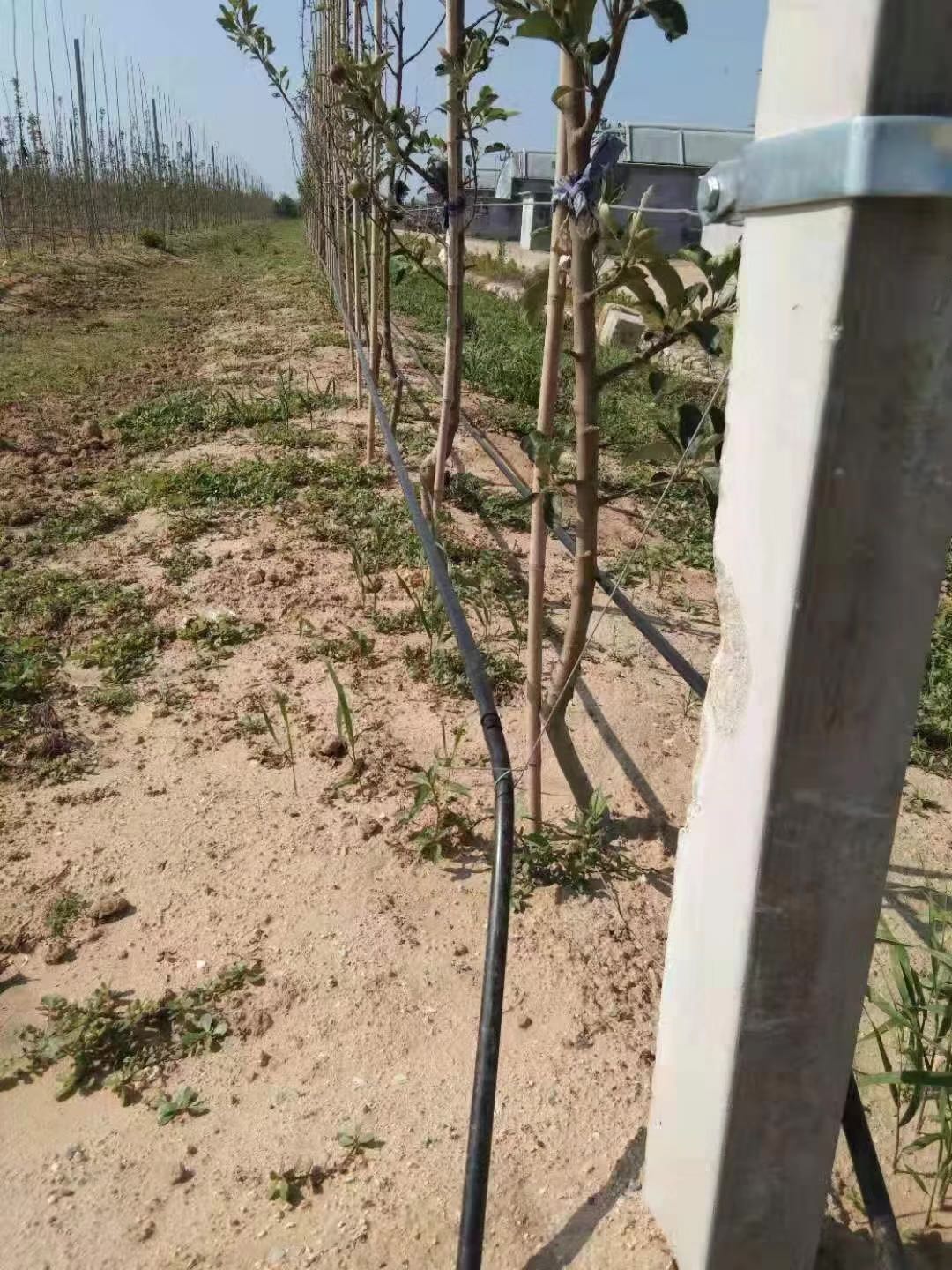 1650095442115233.jpg 00dca5d4edbe2298f954417200edb61.jpg