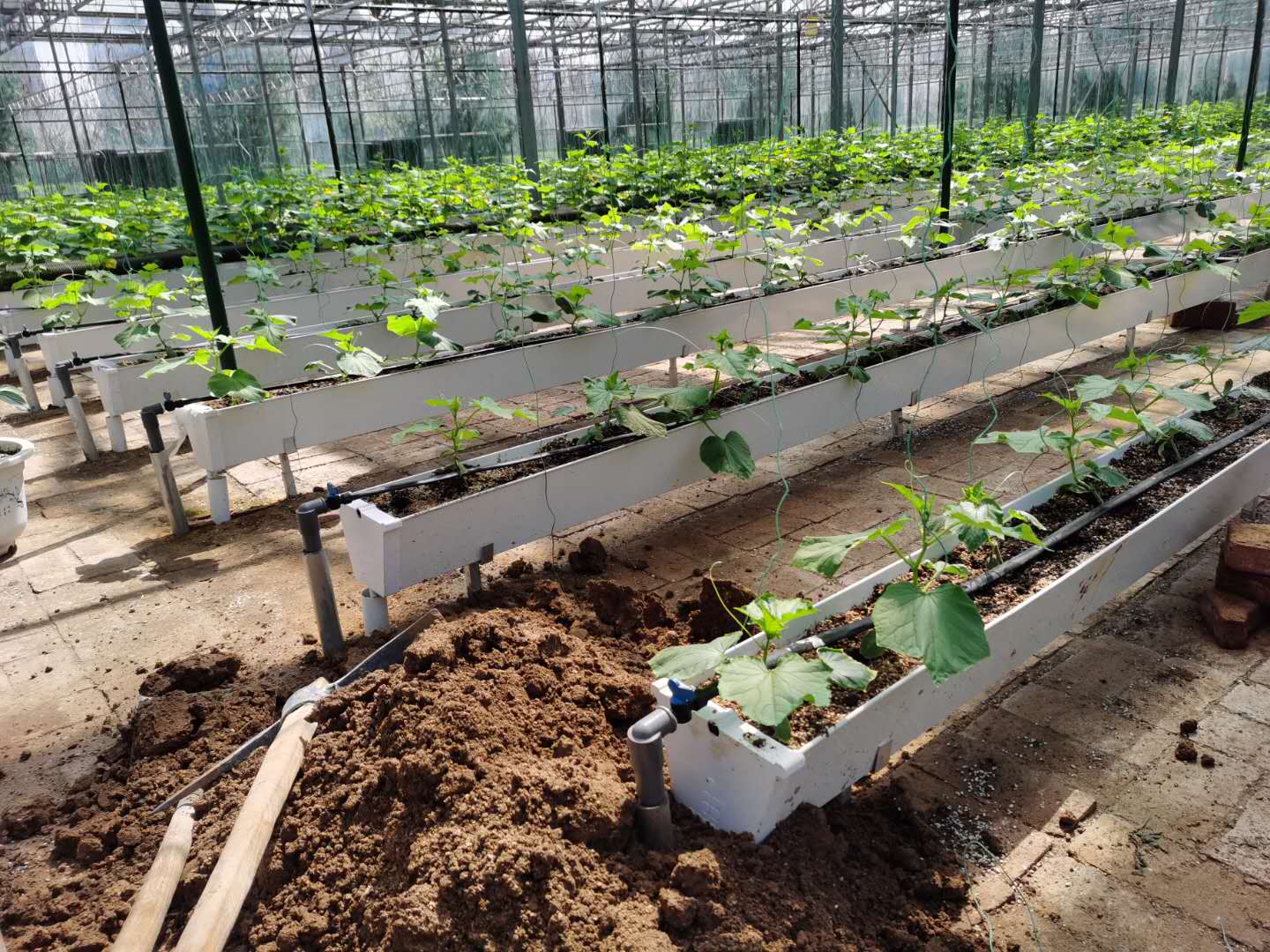 1650095481100159.jpg 菜博会滴灌.jpg